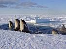 FROZEN PLANET: pictures from Sir David Attenborough's latest polar ...