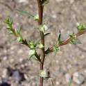 <b>Salsola</b>
