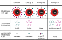 ABO <b>blood group</b> system