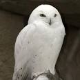 SNOWY OWL | Lincoln Park Zoo | Free and open to all, 365 days a year!