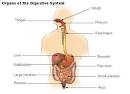the <b>gastrointestinal tract</b>