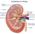 Acute <b>Renal Failure</b> is often