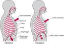 <b>Diaphragm</b> Breathing