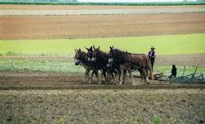 Amish-Bauer bei der Arbeit. Gesehen in Lancaster-County/USA - Bild ... - Amish-Bauer-bei-der-Arbeit-gesehen-in-Lancaster-CountyUSA-a18881320