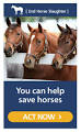 Stop Horse Slaughter for Human Consumption in the USA