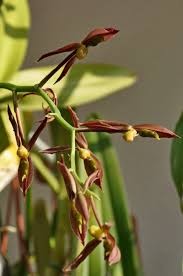 Image result for "Catasetum fergusonii"