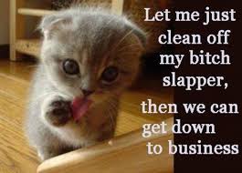 bitch-slap-cat bitch-slap-cat