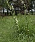 <b>Loglio</b> ibrido - Lolium x