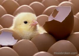 chick Egg