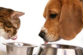 The Truth About Pet Food - Dogs and Cats