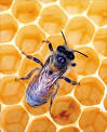 موسوعه كامله عن عسل النحل  وفوائده وخصائصه Images?q=tbn:ANd9GcT_uif5WJBjv-exVkw_GTNkq8-m5tTof_kwjfQwvaWwCj5dGBDQ0zR_8g
