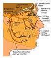 Trigeminal <b>Neuralgia</b> | Gamma