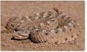 Sidewinder Snake - Crotalus cerastes - The Rattlesnake Database