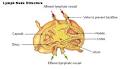 <b>lymphoid tissue</b> (MALT).