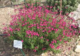 Image result for Salvia 'Gourmandise'