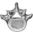 and fifth <b>lumbar vertebrae</b>