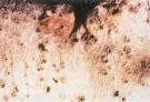 155: <b>Sheep</b> pox.