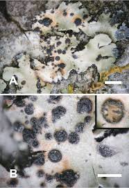 Image result for Opegrapha anomea