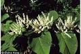 Photo of <b>Polygonum cuspidatum</b>