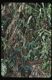 Image result for Begonia viridiflora