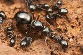 معلومات جديدة عن حياة النمل مأخوذة من مكتبة الابحاث العالمية الحديثة Images?q=tbn:ANd9GcTdEoJYoFkmsI1QD9wexRUJ_3FufwJgUidHovCYybTjIKUEi1lW7w
