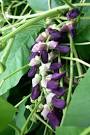 PSYCHOACTIVE - <b>Mucuna</b> pruriens