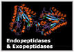 Endopeptidases & <b>Exopeptidases</b>