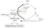 <b>Choline</b> and methyl groups