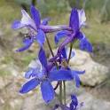 <b>Delphinium</b> scaposum – Tall