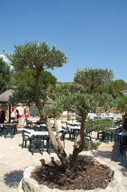 la taverne de corto