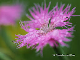 pink flowers - Page 5 Images?q=tbn:ANd9GcTflPvMe8UuEcuGSC4CyukVtfmnIwrqQNAmnZe5nwvS-0x0xaLh