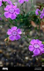 Image result for "Dianthus oschtenicus"