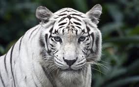 tiger animal