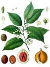 File:<b>Myristica fragrans</b>