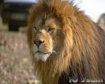 Pictures of <b>Lions</b>, <b>Lion</b>