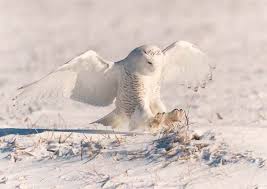 Científicos desconcertados por la migración masiva de los búhos de las nieves del Ártico Images?q=tbn:ANd9GcThUglOikO0ndAL-JumKaTnX-HLFylCqBhQf3PHZUZEEPkWn9Rsag
