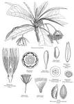 <b>Elaeocarpaceae</b> DC.