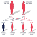 We inherit the <b>sex chromosomes</b>