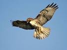 Red-Tailed Hawks, Red-Tailed Hawk Pictures, Red-Tailed Hawk Facts ...