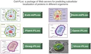Image result for cache:http://www.protocol-online.org/biology-forums/posts/32299.html