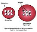Hypertrophy – Myofibril vs Sarcoplasmic: Simplified | Marcus ...
