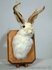 Jackalope Postcard