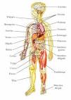 El <b>cuerpo humano</b> es la