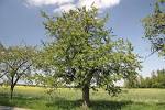 File:Prunus avium.jpg - Wikimedia Commons