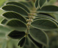 Image result for Tephrosia kraussiana