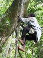 grimper aux arbres pronunciation