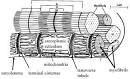 2. The structures present (sarcolemma, t-tubules and SR)