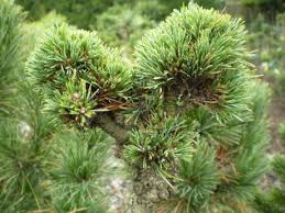 Képtalálat a következőre: „Pinus cembra 3 Zinnen”