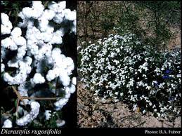 Image result for "Dicrastylis rugosifolia"