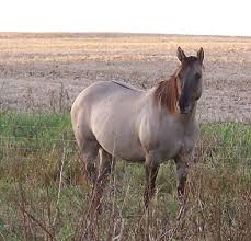 Grulla mares kick but *Please join* (Mares wanted to form a mare herd, please have a grulla horse, no stallions a lowed till later on in another herd topic.) Images?q=tbn:ANd9GcTpGqEAXdLpWb37bCR9nFdWTPunhjOFfy4-KLz8wIpQngPbiygd